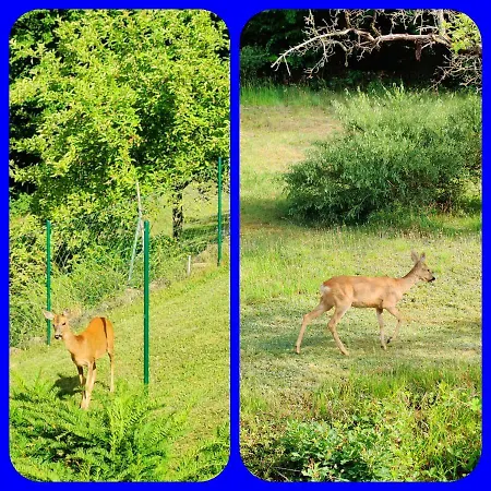 2 Domizil Am Suedhang Mit Terrasse Und Pool * Ortenberg (Hessen)